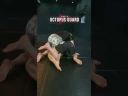 How to Sweep from OCTOPUS GUARD 🐙